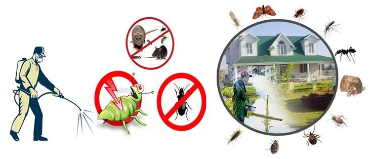 Pest Control Services and Termite Treatment in Lahore